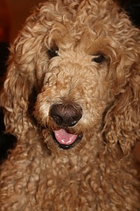 Johann Sebastian Bach